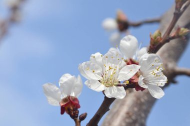 Kiraz çiçeğinin yakın çekimleri