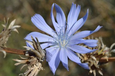 Mavi hindiba çiçeği yakın planda gösterilir