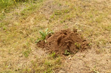 Yeni kazılmış bir köstebeğin izlerini görüyoruz..