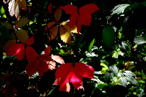 Feuilles Automne Rouges Sur Fond Verdure — Photo