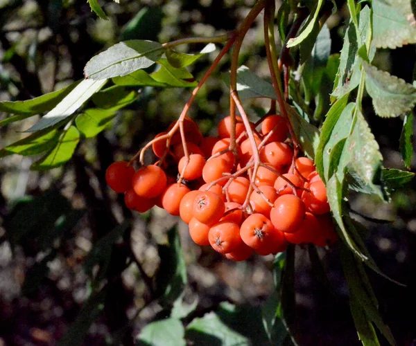 Les Baies Rowan Rouges Dans Jardin Automne — Photo