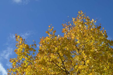 Sarı sonbahar yapraklarıyla kaplı ağaçlar mavi gökyüzüne karşı.