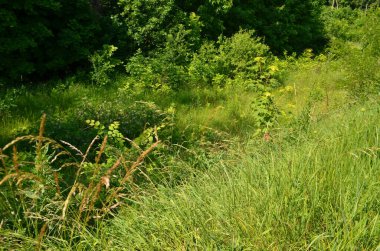 Karanlık bir ormanın arka planında yeşil çimenler