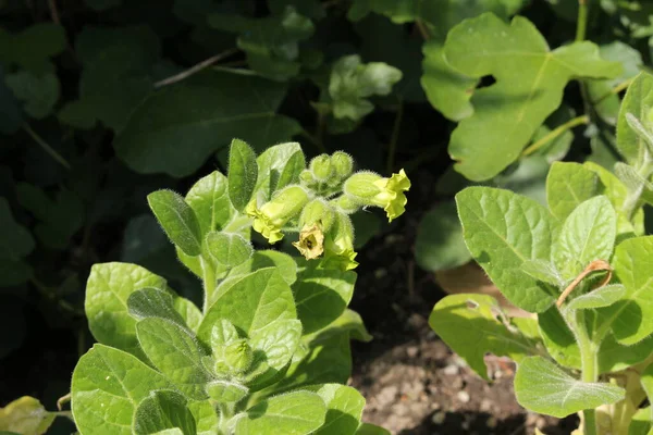 Λουλούδι Του Aztec Tobacco Strong Tobacco Bauern Tabak Στο Gallen — Φωτογραφία Αρχείου