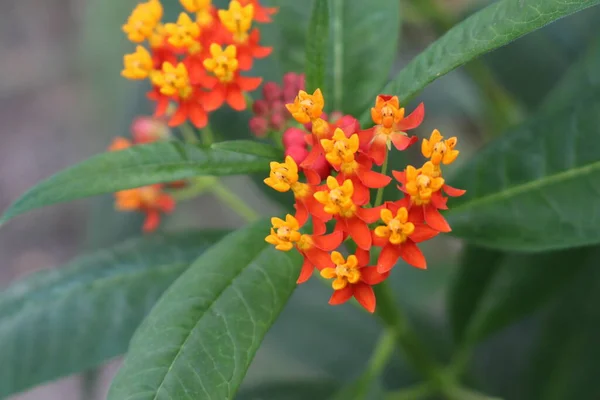 Geel Rood Bloedbloemen Tropical Milkweed Mexican Butterfly Weed Gallen Zwitserland — Stockfoto