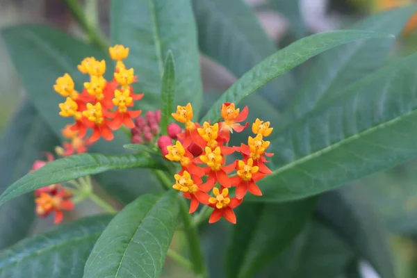 Gelbe Und Rote Blutblumen Oder Tropische Milkweed Mexican Butterfly Weed — Stockfoto