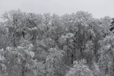 Bregenz, Vorarlberg, Avusturya 'da kışın karlı ağaçlarla kaplı bir orman..