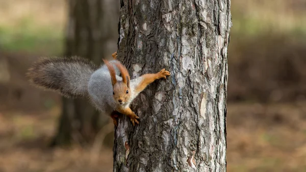 Ο σκίουρος κάθεται σε ένα δέντρο — Φωτογραφία Αρχείου