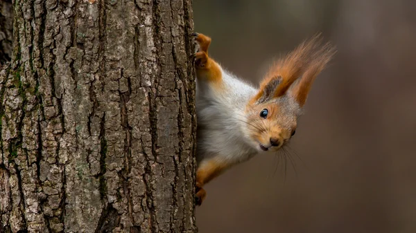 Surprised  squirrel, peeking from behind a tree Royalty Free Stock Photos