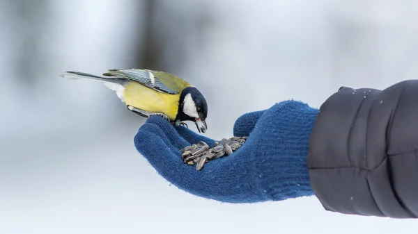 Mezen eet zonnebloempitten uit een hand. — Stockfoto