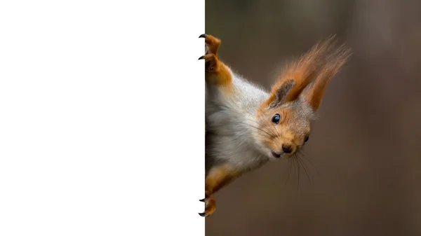 Red squirrel holding a poster Stock Image