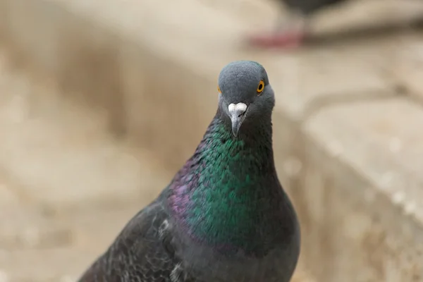 Porträt einer Taube — Stockfoto