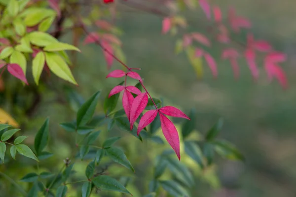 Crimson leaves — Stock Photo, Image