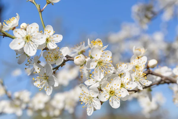 White flowers on the tree Stock Photo