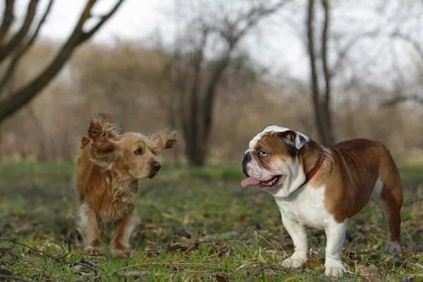 English bulldog and cocker spaniel playing on the lawn — Stock Photo, Image