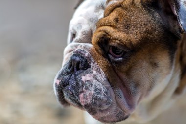İngilizce Bulldog onun kaşları altından bakan.