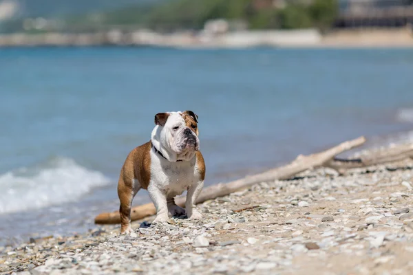 Englische Bulldogge aus dem Wasser. — Stockfoto