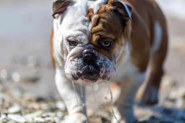 Engelsk bulldogg tittar ut från under hans ögonbryn. — Stockfoto