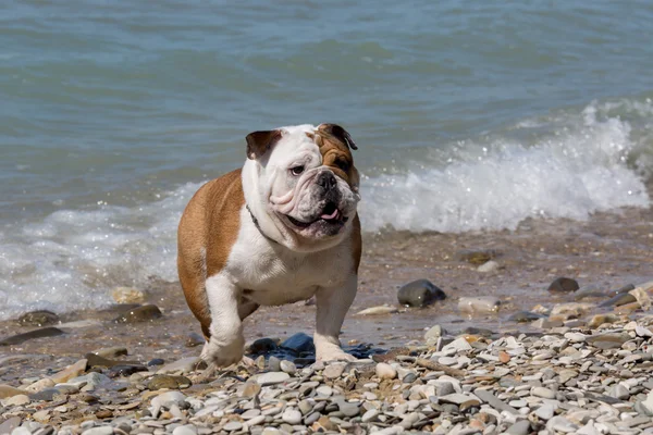 İngilizce bulldog dışarı su. Telifsiz Stok Fotoğraflar