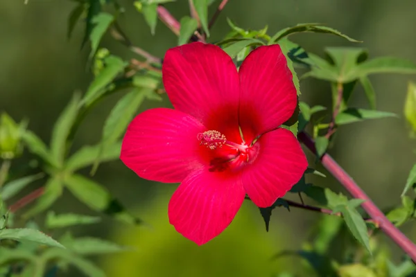 Roter Hibiskus aus nächster Nähe — Stockfoto