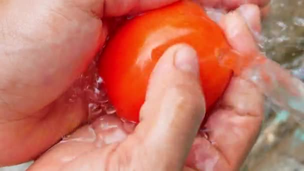 Mains Féminines Lavant Tomate Fraîche Mûre Sous Eau Courante Laver — Video