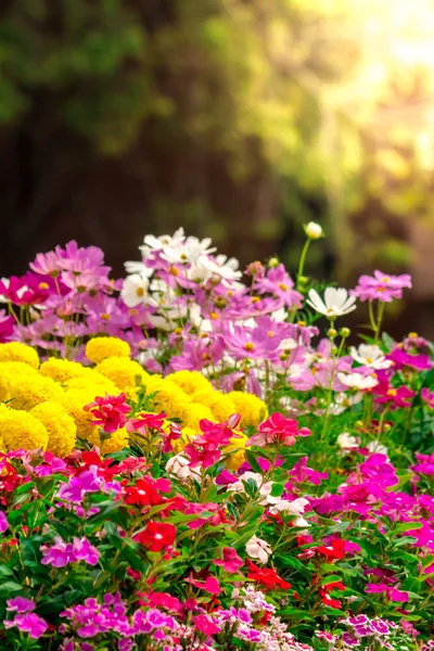 Blumen im Garten. — Stockfoto