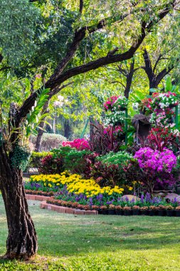 Bahçedeki çiçekler.