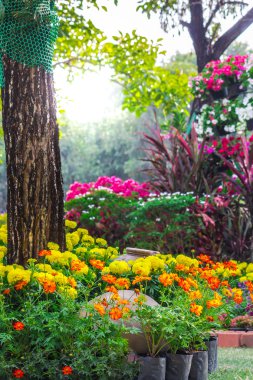 Bahçedeki çiçekler.