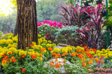Bahçedeki çiçekler.