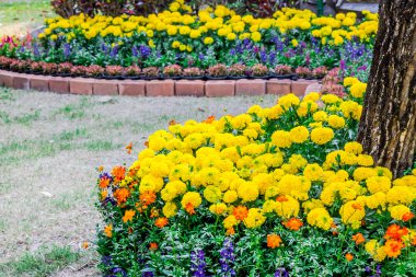 Bahçedeki çiçekler.