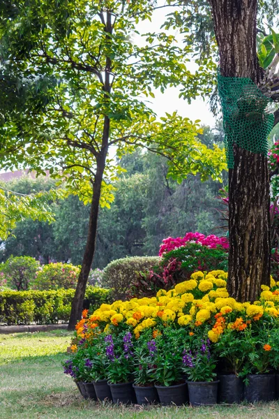 Bahçedeki çiçekler.