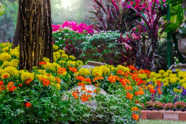 Flores no jardim. — Fotografia de Stock