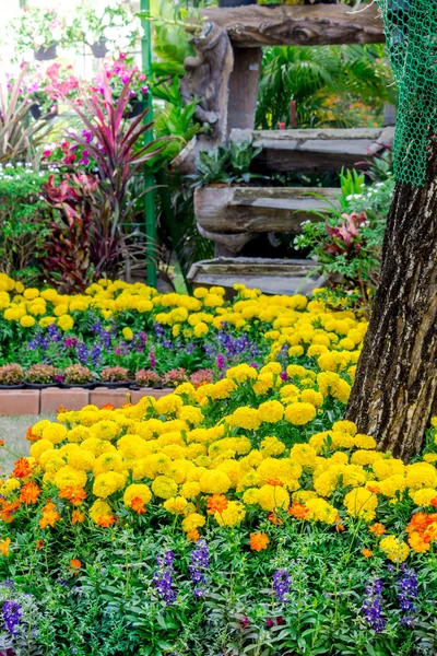 Bahçedeki çiçekler.