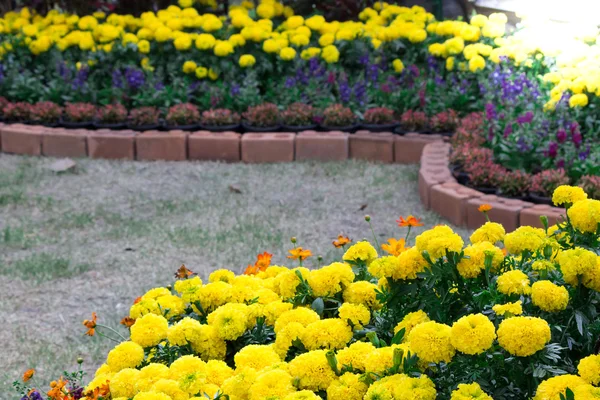 Flowers in the garden. — Stock Photo, Image