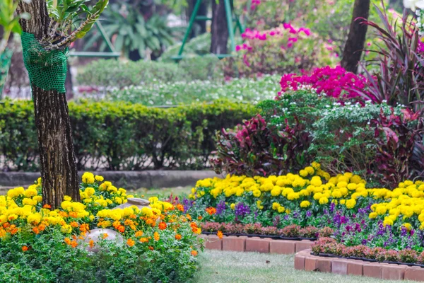 Flores en el jardín. — Foto de Stock