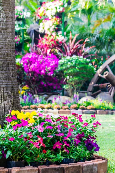 Flowers in the garden. — Stock Photo, Image