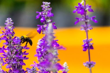 Marangoz bahçede uçan arı.
