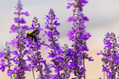 Marangoz bahçede uçan arı.