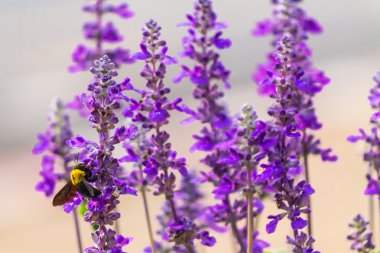 Marangoz bahçede uçan arı.