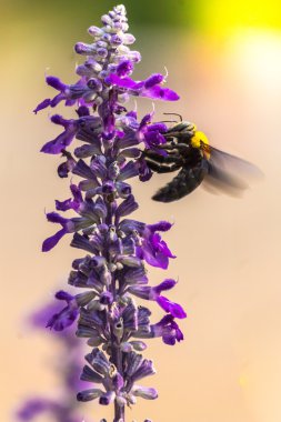 Marangoz bahçede uçan arı.