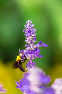 Marangoz bahçede uçan arı.