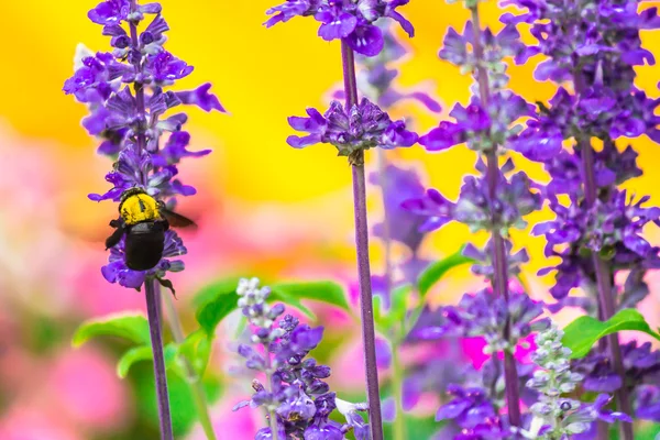 Carpenter Bee flying in garden.