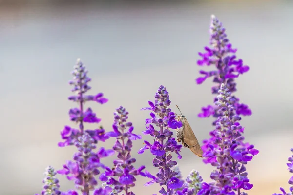 Papillon volant dans le jardin . — Photo