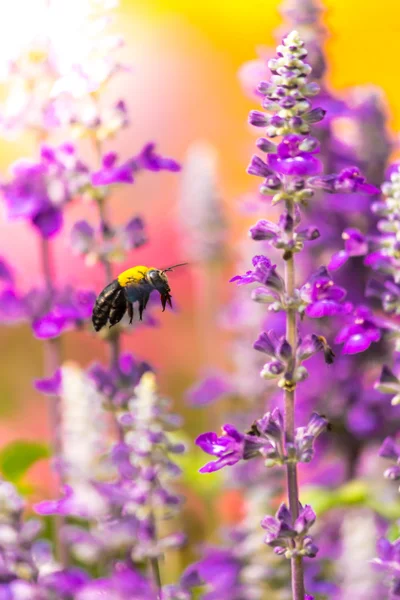 Carpenter Bee flying in garden.