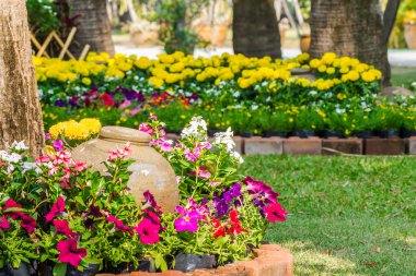 Bahçedeki çiçekler.