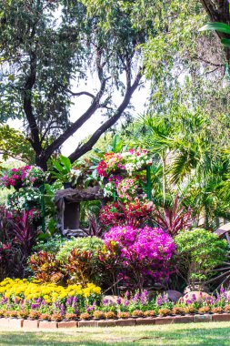 Bahçedeki çiçekler.