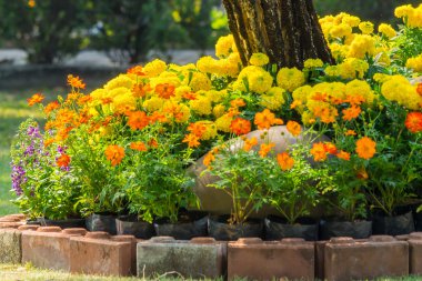 Bahçedeki çiçekler.