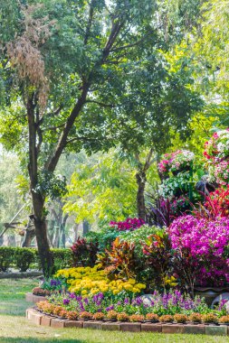 Bahçedeki çiçekler.