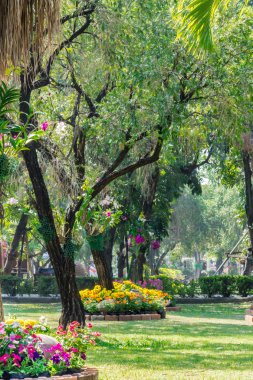 Bahçedeki çiçekler.