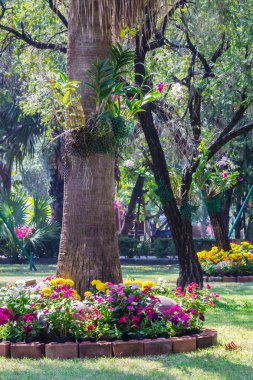 Bahçedeki çiçekler.